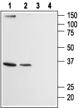 WB analysis of HL-60 (lanes 1 and 3) and Jurkat (lanes 2 and 4) cell lysates using GTX54767 ORAI2 antibody preincubated with or without immunogen peptide. Dilution : 1:200