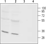 WB analysis of rat (lanes 1 and 3) and mouse (lanes 2 and 4) heart membrane lysates using GTX54769 ORAI3 antibody preincubated with or without immunogen peptide. Dilution : 1:800 WB analysis of rat (lanes 1 and 3) and mouse (lanes 2 and 4) heart membrane lysates using GTX54769 ORAI3 antibody preincubated with or without immunogen peptide. Dilution : 1:800