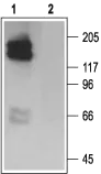 WB analysis of HEK 293 cell stably expressing HERG channel lysates using GTX54776 Kv11.1 antibody preincubated with or without immunogen peptide. Dilution : 1:200