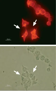 ICC/IF analysis of HEK-293 transfected ?cells using GTX54785 Kv11.1 antibody. Arrows indicate cells that do not express? the channel.