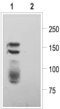 WB analysis of Kv11.1 transfected HEK-293 cell lysates using GTX54789 Kv11.1 antibody preincubated with or without immunogen peptide. Dilution : 1:200