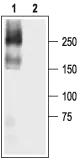 WB analysis of NaV1.5 transfected HEK-293 cell lysate using GTX54798 Nav1.5 antibody preincubated with or without immunogen peptide. Dilution : 1:200