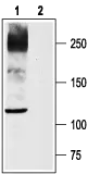 WB analysis of rat DRG lysate using GTX54805 Nav1.8 antibody preincubated with or without immunogen peptide. Dilution : 1:200