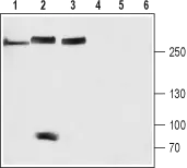WB analysis of rat brain (lanes 1 and 4), mouse heart (lanes 2 and 5) and SH-SYS5 cell (lanes 3 and 6) lysates using GTX54808 NALCN antibody preincubated with or without immunogen peptide. Dilution : 1:200