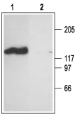 WB analysis of rat brain membrane lysate using GTX54816 CNGA2 antibody preincubated with or without immunogen peptide. Dilution : 1:200