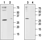 WB analysis of Jurkat (lanes 1 and 2) and HL-60 (lanes 3 and 4) cell lysates using GTX54826 Orai1 antibody preincubated with or without immunogen peptide. Dilution : 1:200