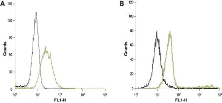 FACS analysis of HL-60 (A) ?and Jurkat (B) cells using GTX54826 Orai1 antibody. Black : Unstained cell Green : Cell staining with primary antibody Antibody amount : 5-10 microg antibody / 0.5-1 x 10? ?cells