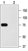 WB analysis of rat brain membrane lysate using GTX54835 Kv1.2 antibody preincubated with or without immunogen peptide. Dilution : 1:200