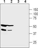 WB analysis of PANC-1 (lanes 1 and 3) and HepG2 (lanes 2 and 4) cell lysates using GTX54853 PICK1 antibody preincubated with or without immunogen peptide. Dilution : 1:200