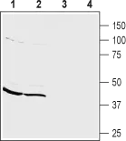 WB analysis of mouse (lanes 1 and 3) and rat (lanes 2 and 4)? brain membrane lysates using GTX54853 PICK1 antibody preincubated with or without immunogen peptide. Dilution : 1:200