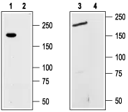 WB analysis of GH3 cell line (lanes 1 and 2) and mouse brain (lanes 3 and 4) lysates using GTX54865 TRPM7 antibody preincubated with or without immunogen peptide. Dilution : 1:200