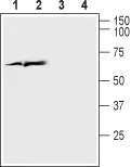 WB analysis of rat cortex (lanes 1 and 3) and mouse brain (lanes 2 and 4) lysates using GTX54870 VGluT1 antibody preincubated with or without immunogen peptide. Dilution : 1:200