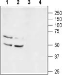 WB analysis of rat brain lysate (lanes 1 and 3) and mouse brain lysate (lanes 2 and 4) using GTX54875 Kv1.1 antibody preincubated with or without immunogen peptide. Dilution : 1:200