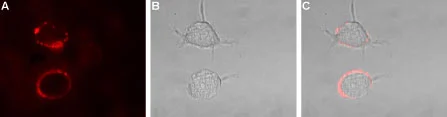 Live cell imaging analysis of live intact PC12 cells using GTX54875 Kv1.1 antibody. Panel A : Primary antibody (Red) Panel B : Live view of the cell Panel C : Merged images of Panel A and B Dilution : 1:50