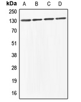 WB analysis of HeLa (A), HEK293T (B), Raw264.7 (C), PC12 (D) whole cell lysates using GTX54914 ABL antibody.