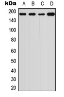 WB analysis of HEK293T (A), A375 (B), LO2 (C), PC12 (D) whole cell lysates using GTX54918 alpha 2 Macroglobulin antibody.
