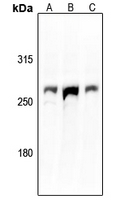 WB analysis of various tissue lysates using GTX54920 Aggrecan antibody. (A): CT26 (B): C6 (C): Hela