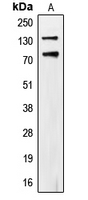 WB analysis of UV-treated HeLa (A) whole cell lysates using GTX54967 CDCP1 (phospho Tyr707) antibody.