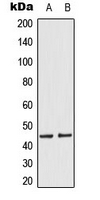 WB analysis of EGF-treated HeLa (A), EGF-treated A431 (B) whole cell lysates using GTX54968 MEK1/2 (phospho Ser218/Ser222) antibody.