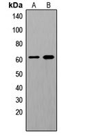 WB analysis of EGF-treated HeLa (A), EGF-treated HUVEC(B) whole cell lysates using GTX54986 SHC1 (phospho Tyr239) antibody.
