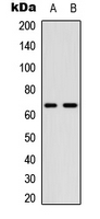 WB analysis of A549 (A), NIH3T3 (B) whole cell lysates using GTX55005 CDC25B (phospho Ser323) antibody.
