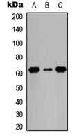 WB analysis of serum starvation-treated HeLa (A), serum starvation-treated Raw264.7 (B), serum starvation-treated H9C2 (C) whole cell lysates using GTX55007 CDC6 (phospho Ser54) antibody.
