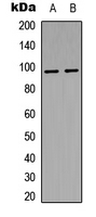 WB analysis of THP1 (A), HEK293T (B) whole cell lysates using GTX55015 Insulin Receptor beta (phospho Tyr1322) antibody.