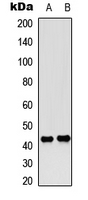 WB analysis of UV-treated HeLa (A), rat muscle (B) whole cell lysates using GTX55056 CREB (phospho Ser142) antibody.