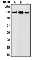 WB analysis of Ramos (A), Jurkat (B), L929 (C), PC12 (D) whole cell lysates using GTX55099 JAK1 (phospho Tyr1022) antibody.