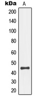WB analysis of UV-treated HEK293 (A) whole cell lysates using GTX55115 SEK1 / MKK4 (phospho Ser80) antibody.