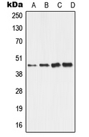WB analysis of HepG2 (A), HeLa (B), Raw264.7 (C), H9C2 (D) whole cell lysates using GTX55135 ALDH3B2 antibody. WB analysis of HepG2 (A), HeLa (B), Raw264.7 (C), H9C2 (D) whole cell lysates using GTX55135 ALDH3B2 antibody.