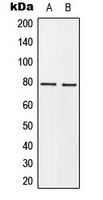 WB analysis of MCF7 (A), HeLa (B) whole cell lysates using GTX55221 BARD1 antibody.
