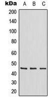 WB analysis of Jurkat (A), Raw264.7 (B), H9C2 (C) whole cell lysates using GTX55226 ZNF174 antibody.