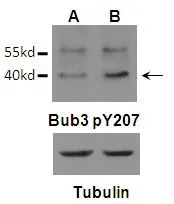 WB analysis of extracts from U87 (A) and U87 EGFRvIII (B) cells in mitosis using GTX55298 BUB3 (phospho Tyr207) antibody (PMID: 24316223). WB analysis of extracts from U87 (A) and U87 EGFRvIII (B) cells in mitosis using GTX55298 BUB3 (phospho Tyr207) antibody (PMID: 24316223).