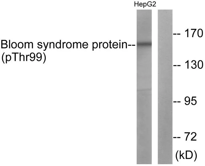 WB analysis of extracts from HepG2 cells using GTX55314 BLM (phospho Thr99) antibody. Left : Primary antibody Right : Primary antibody pre-incubated with the antigen specific peptide