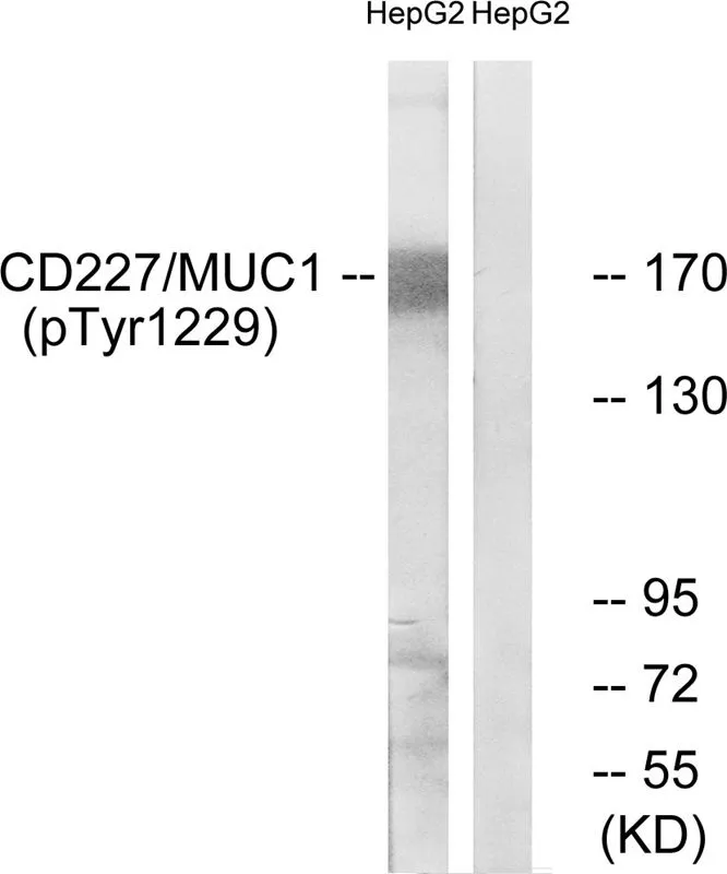 WB analysis of extracts from HepG2 cells treated with PMA using GTX55325 MUC1 (phospho Tyr1229) antibody. Left : Primary antibody Right : Primary antibody pre-incubated with the antigen specific peptide