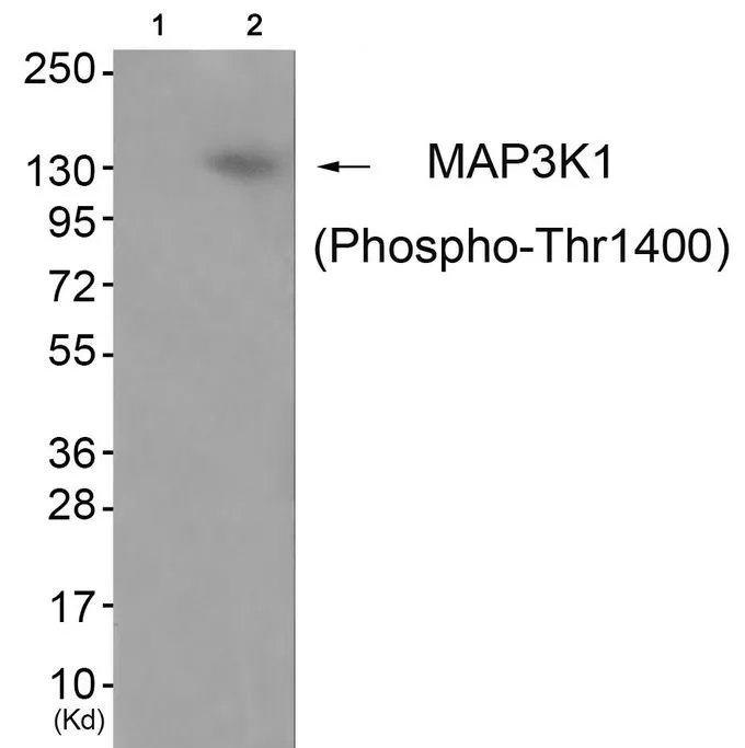 WB analysis of extracts from JK cells (lane 2) using GTX55333 MAP3K1 (phospho Thr1400) antibody. Left : Primary antibody pre-incubated with the antigen specific peptide Right : Primary antibody