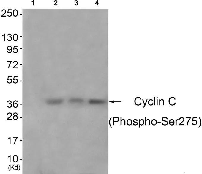 WB analysis of extracts from 3T3 cells (lane 2), A549 cells (lane 3), and HeLa cells (lane 4) using GTX55357 Cyclin C (phospho Ser275) antibody. Left : Primary antibody pre-incubated with the antigen specific peptide Right : Primary antibody