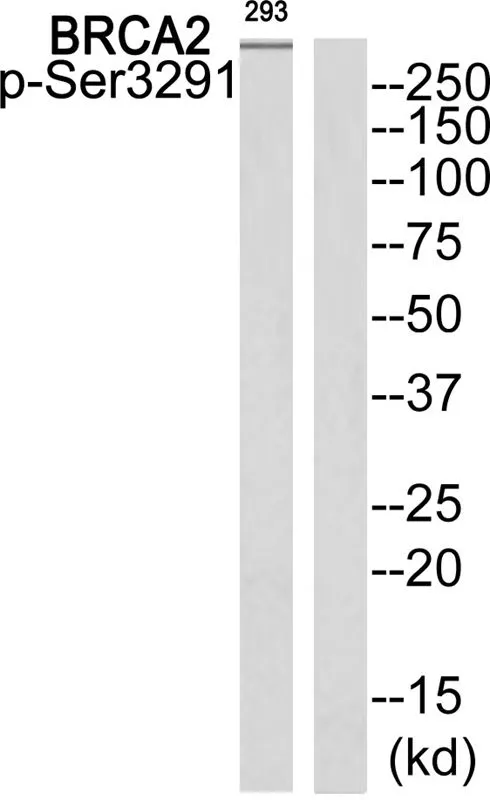 WB analysis of extracts from 293 cells using GTX55381 BRCA2 (phospho Ser3291) antibody. Left : Primary antibody Right : Primary antibody pre-incubated with the antigen specific peptide WB analysis of extracts from 293 cells using GTX55381 BRCA2 (phospho Ser3291) antibody. Left : Primary antibody Right : Primary antibody pre-incubated with the antigen specific peptide
