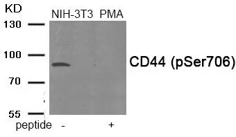 WB analysis of extracts from NIH-3T3 cells treated with PMA using GTX55385 CD44 (phospho Ser706) antibody. Left : Primary antibody Right : Primary antibody pre-incubated with the antigen specific peptide WB analysis of extracts from NIH-3T3 cells treated with PMA using GTX55385 CD44 (phospho Ser706) antibody. Left : Primary antibody Right : Primary antibody pre-incubated with the antigen specific peptide