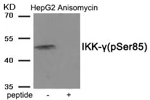WB analysis of extracts from HepG2 cells treated with Anisomycin using GTX55388 IKK gamma (phospho Ser85) antibody. Left : Primary antibody Right : Primary antibody pre-incubated with the antigen specific peptide WB analysis of extracts from HepG2 cells treated with Anisomycin using GTX55388 IKK gamma (phospho Ser85) antibody. Left : Primary antibody Right : Primary antibody pre-incubated with the antigen specific peptide