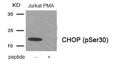 WB analysis of extracts from Jurkat cells treated with PMA using GTX55401 GADD153 (phospho Ser30) antibody. Left : Primary antibody Right : Primary antibody pre-incubated with the antigen specific peptide WB analysis of extracts from Jurkat cells treated with PMA using GTX55401 GADD153 (phospho Ser30) antibody. Left : Primary antibody Right : Primary antibody pre-incubated with the antigen specific peptide