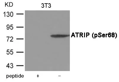 WB analysis of extracts from 3T3 cells using GTX55422 ATRIP (phospho Ser68) antibody. Left : Primary antibody pre-incubated with the antigen specific peptide Right : Primary antibody WB analysis of extracts from 3T3 cells using GTX55422 ATRIP (phospho Ser68) antibody. Left : Primary antibody pre-incubated with the antigen specific peptide Right : Primary antibody