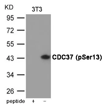 WB analysis of extracts from 3T3 cells using GTX55427 CDC37 (phospho Ser13) antibody. Left : Primary antibody pre-incubated with the antigen specific peptide Right : Primary antibody
