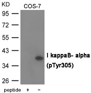 WB analysis of extracts from COS-7 cells using GTX55428 IKB alpha (phospho Tyr305) antibody. Left : Primary antibody pre-incubated with the antigen specific peptide Right : Primary antibody WB analysis of extracts from COS-7 cells using GTX55428 IKB alpha (phospho Tyr305) antibody. Left : Primary antibody pre-incubated with the antigen specific peptide Right : Primary antibody