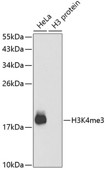 WB analysis of various samples using GTX55482 Histone H3K4me3 (tri-methyl Lys4) antibody. Loading : 25ug per lane