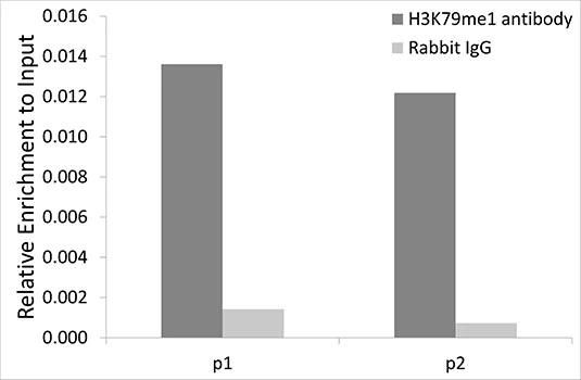 ChIP analysis of 293T cell lysate using GTX55483 Histone H3K79me1 (mono-methyl Lys79) antibody. The amount of immunoprecipitated DNA was checked by quantitative PCR. Histogram was constructed by the ratios of the immunoprecipitated DNA to the input. ChIP analysis of 293T cell lysate using GTX55483 Histone H3K79me1 (mono-methyl Lys79) antibody. The amount of immunoprecipitated DNA was checked by quantitative PCR. Histogram was constructed by the ratios of the immunoprecipitated DNA to the input.