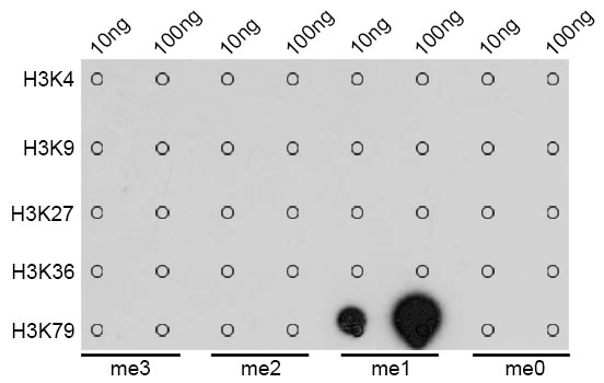 Dot blot analysis of all sorts of methylation peptides using GTX55483 Histone H3K79me1 (mono-methyl Lys79) antibody.