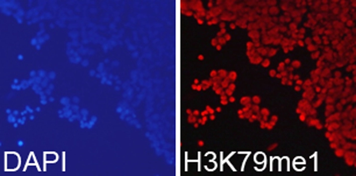 ICC/IF analysis of 293T cells using GTX55483 Histone H3K79me1 (mono-methyl Lys79) antibody. Blue : DAPI