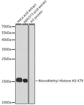 WB analysis of various sample lysates using GTX55483 Histone H3K79me1 (mono-methyl Lys79) antibody. Dilution : 1:1000 Loading : 25microg per lane